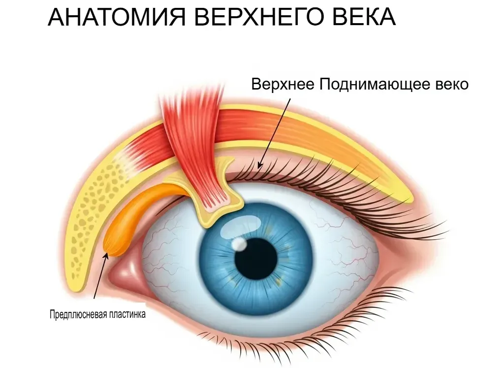 Птоз века