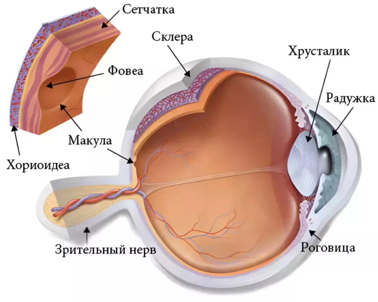 Строение глаза. Макула Строение глаза. Макула
